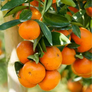 Vitamin C